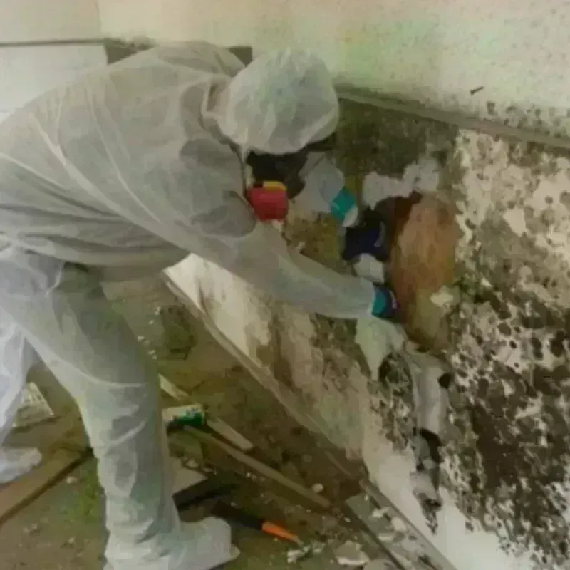 Mold Remediation and Removal in Huntington, WV